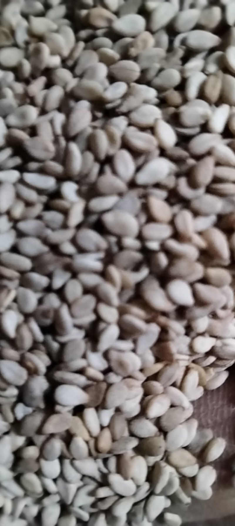 自产优质白芝麻颗粒保满品质好无杂质一吨货不零卖可上门收购