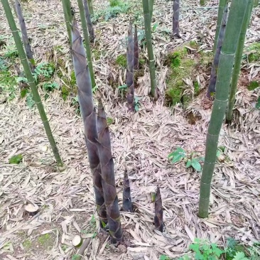 南靖雷笋