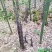 南靖雷笋