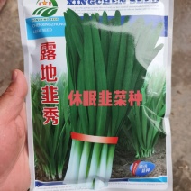 露地韭秀休眠品种抗病抗寒叶色深浓绿分孽强辣味浓香带甜头