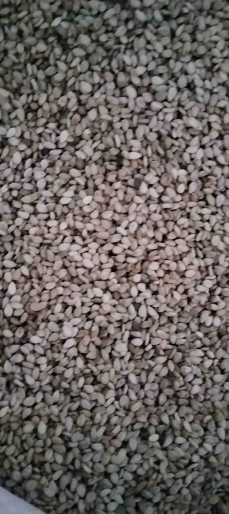 自产优质白芝麻颗粒保满品质好无杂质一吨货不零卖可上门收购