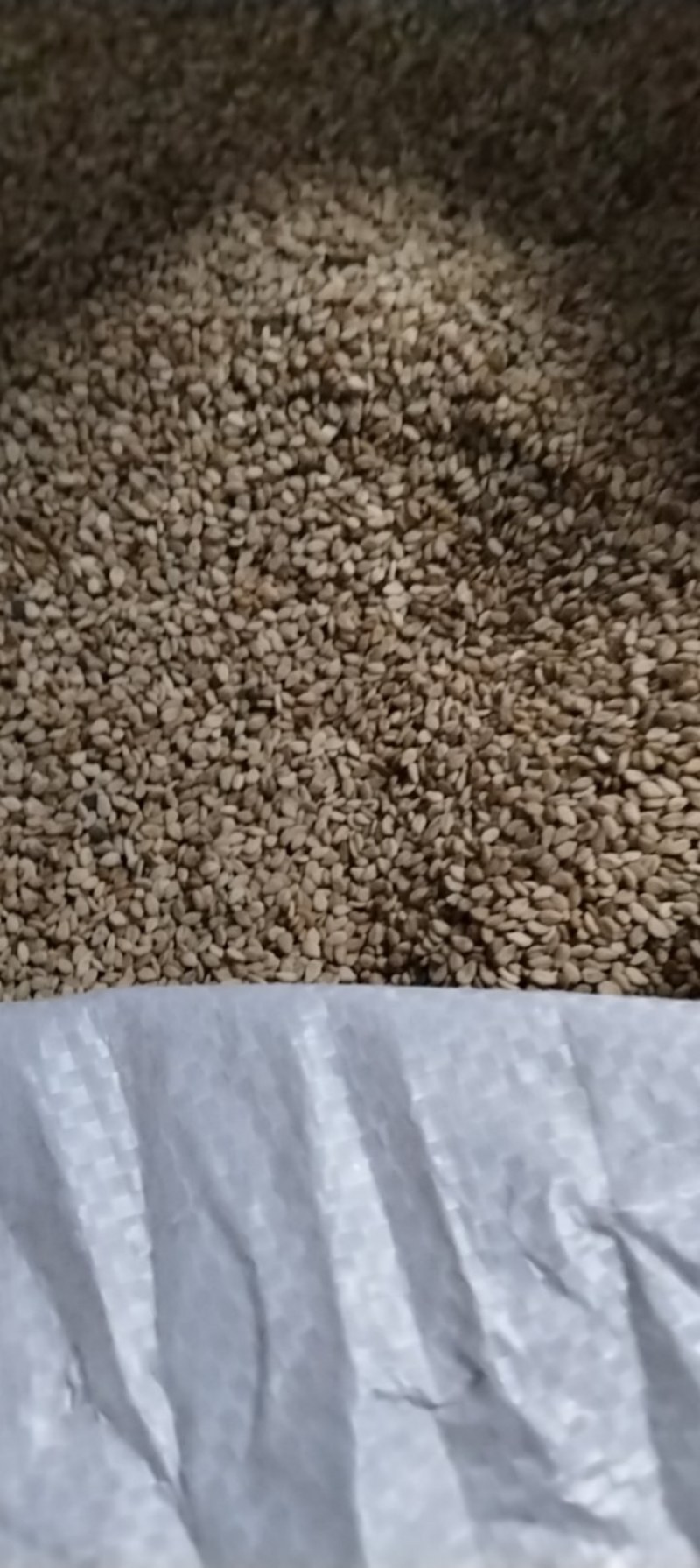 自产优质白芝麻颗粒保满品质好无杂质一吨货不零卖可上门收购