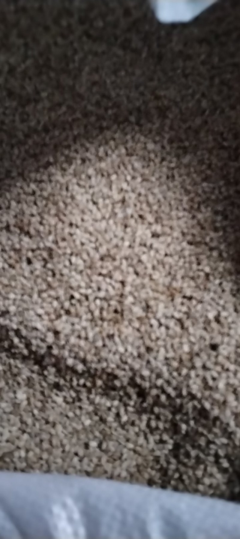 自产优质白芝麻颗粒保满品质好无杂质一吨货不零卖可上门收购