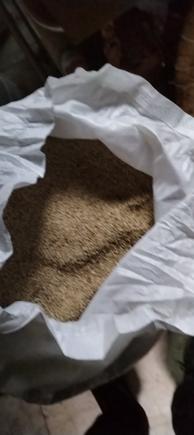 自产优质白芝麻颗粒保满品质好无杂质一吨货不零卖可上门收购