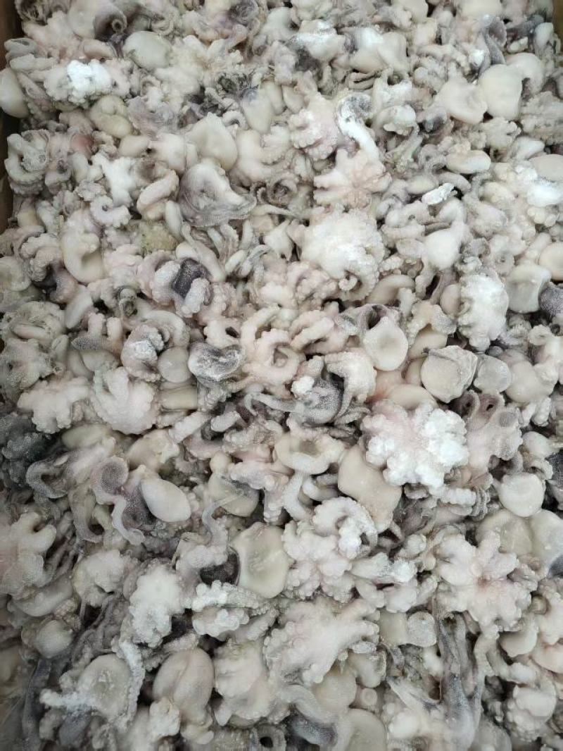 脆口八爪鱼