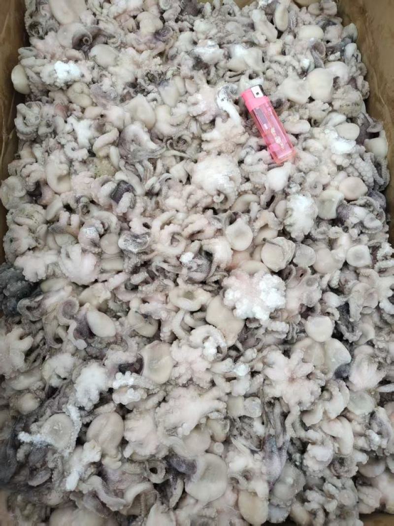 脆口八爪鱼