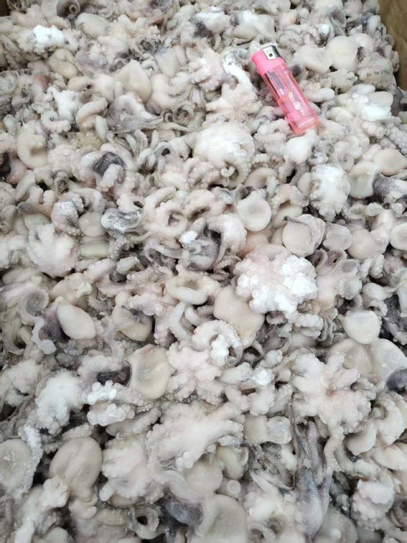 脆口八爪鱼