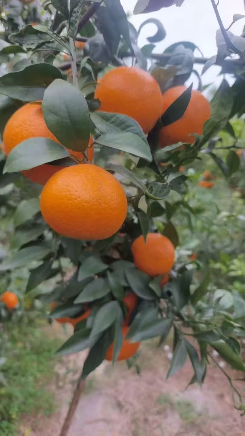 沃柑
