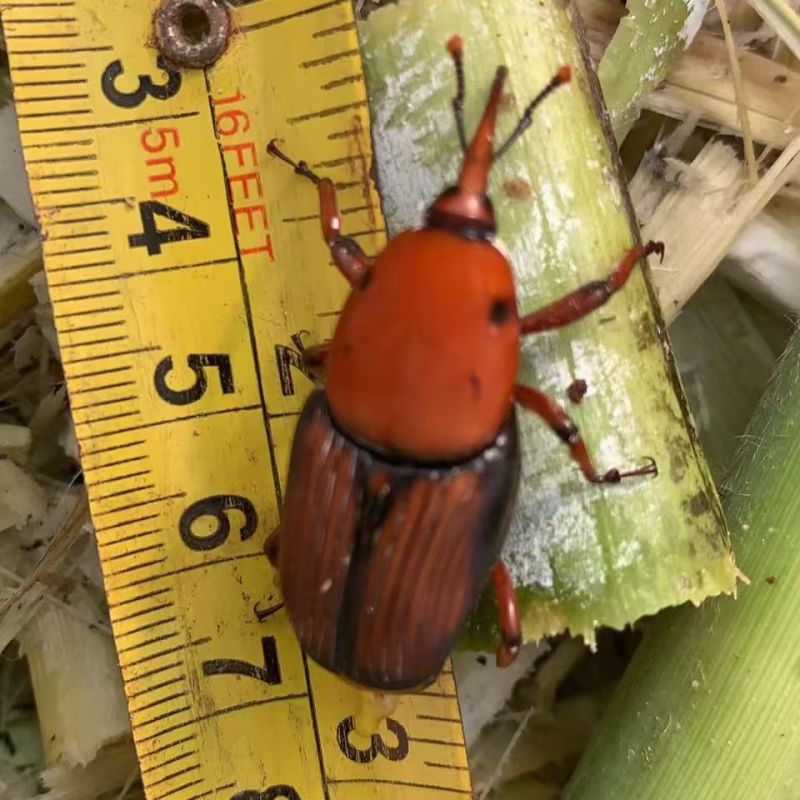 竹虫种虫