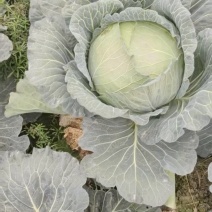 包菜