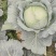 包菜