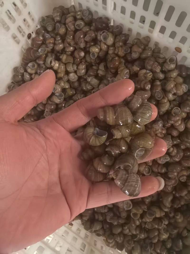 微山湖清水田螺，大量上市各种规格齐全。。。。