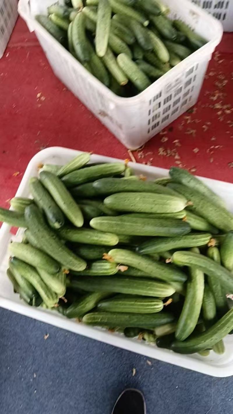 燕青黄瓜不瑟口，产地直发货源充足，品质保证欢迎来电