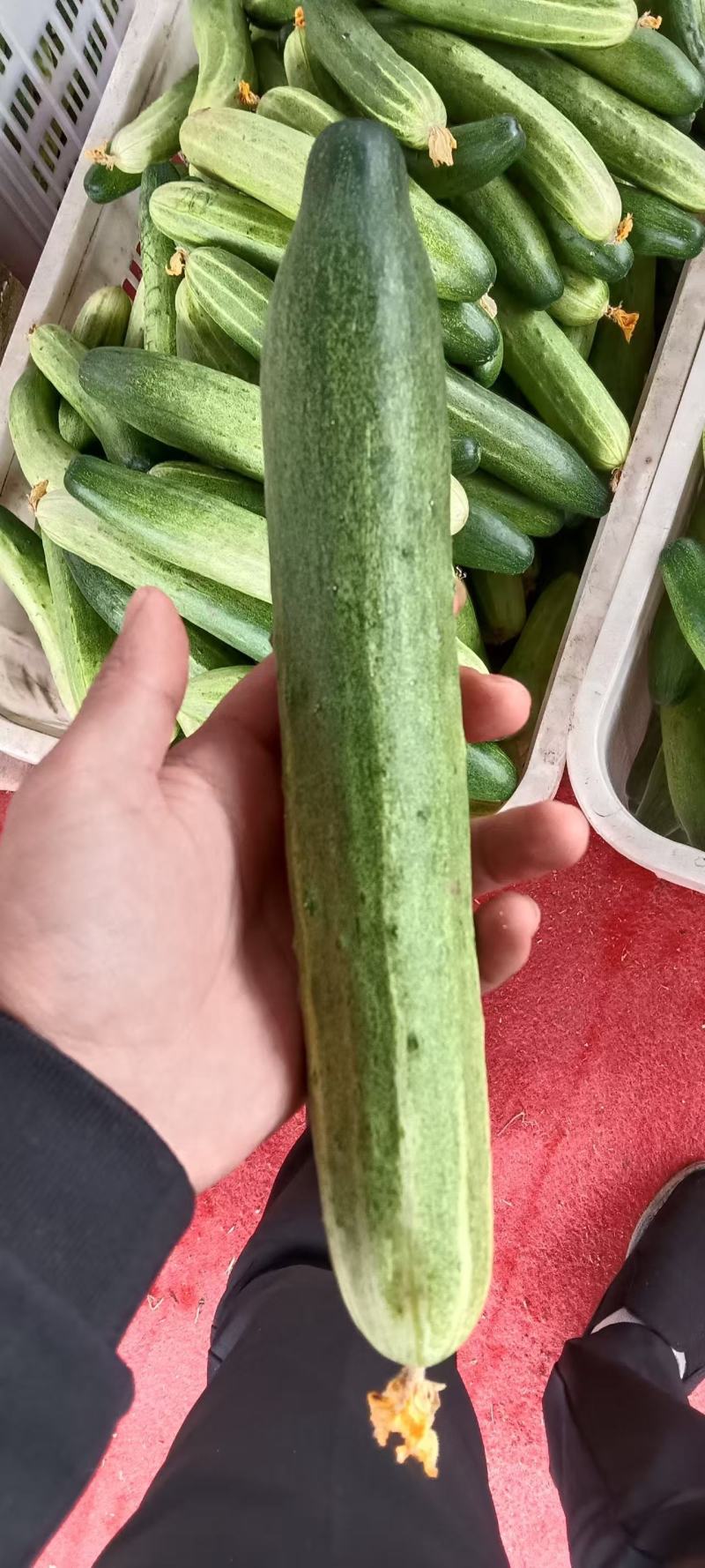 燕青黄瓜不瑟口，产地直发货源充足，品质保证欢迎来电