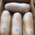 【精品】鲜冻乳猪厂家货源供应稳定价格优惠欢迎全国老板合作