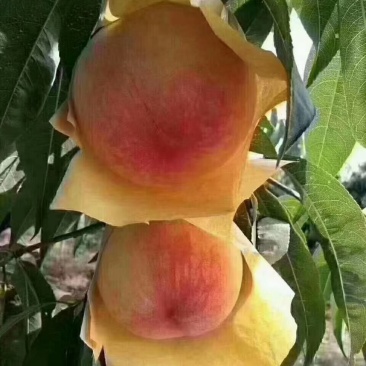 水蜜桃种植专业户