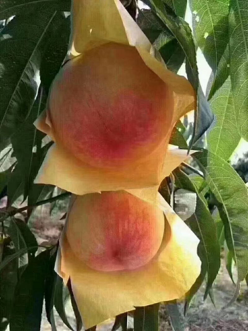水蜜桃种植专业户
