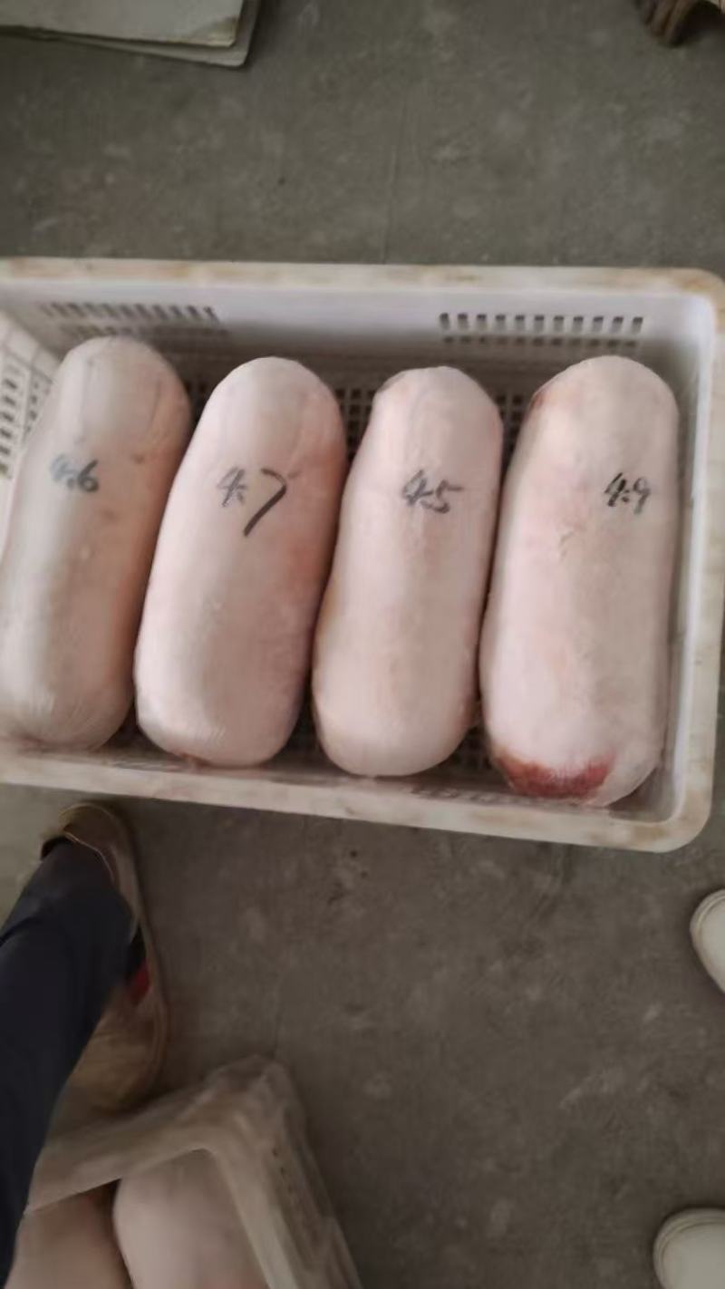 【精品】鲜冻乳猪批发工厂店一手货源供应稳定欢迎老板合作