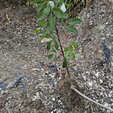蔓荆子苗大量供应