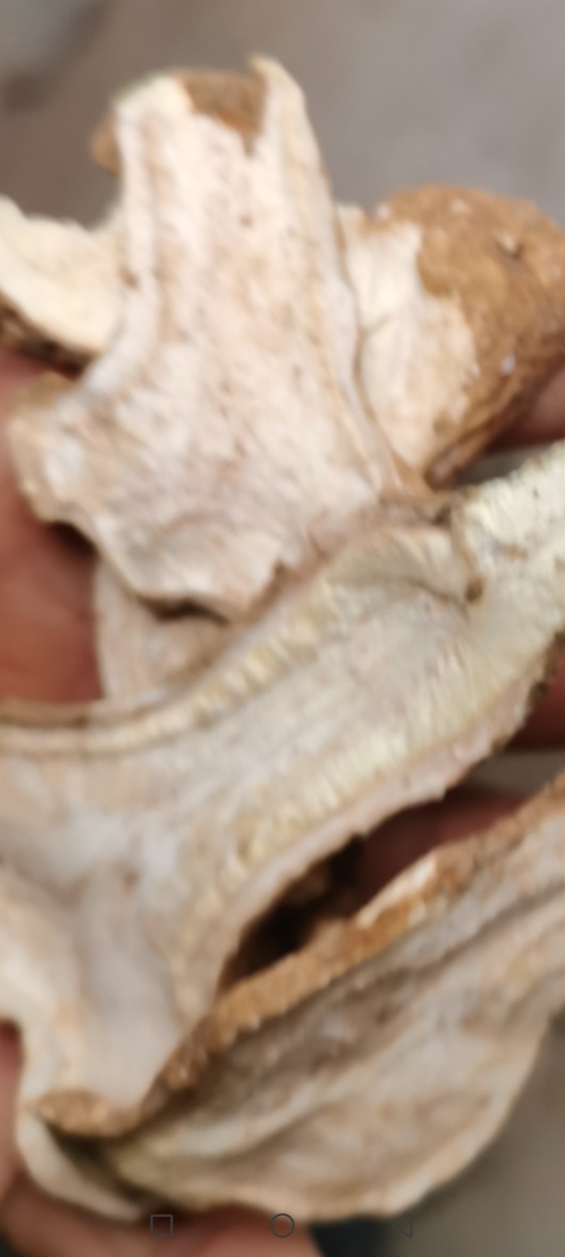 白术晒干二年生大白术切片