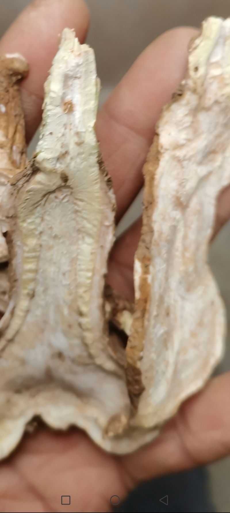 白术晒干二年生大白术切片
