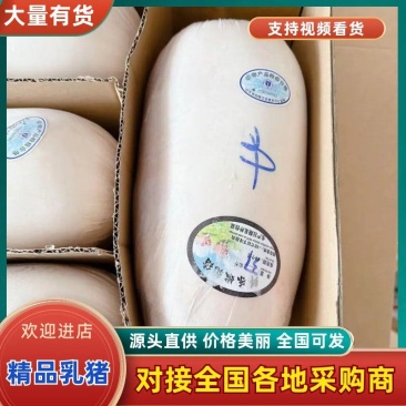 鲜冻乳猪，源头厂家直发，品质保障欢迎新老客户采购！