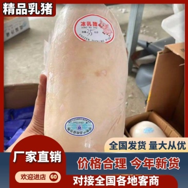 【精品】鲜冻乳猪厂家货源供应稳定价格优惠欢迎全国老板合作