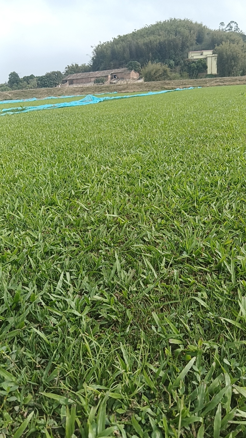 大叶油草