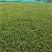 大叶油草