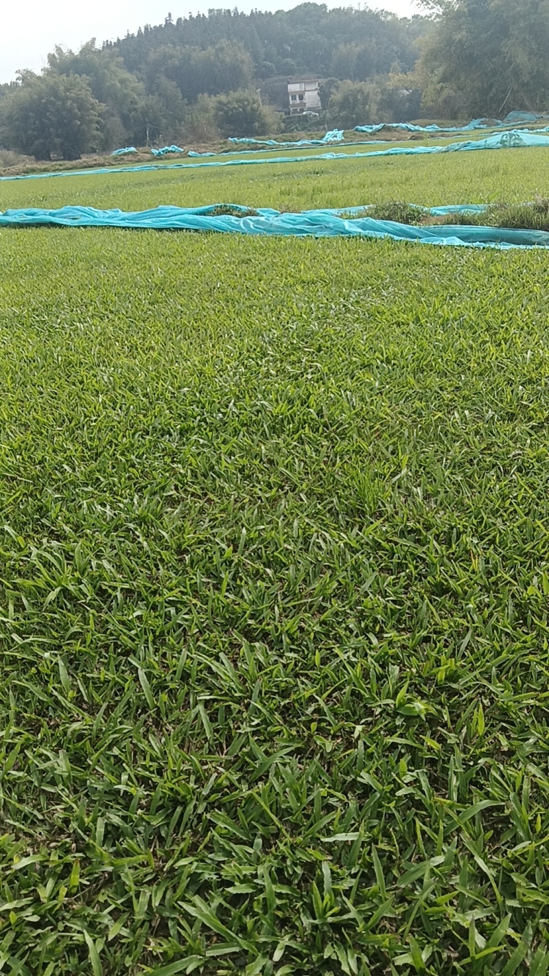 大叶油草