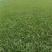 大叶油草