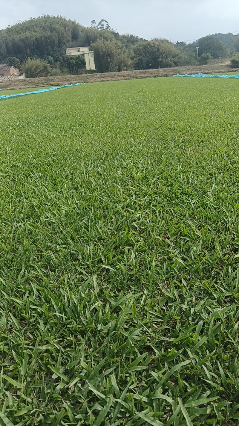 大叶油草