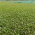 大叶油草