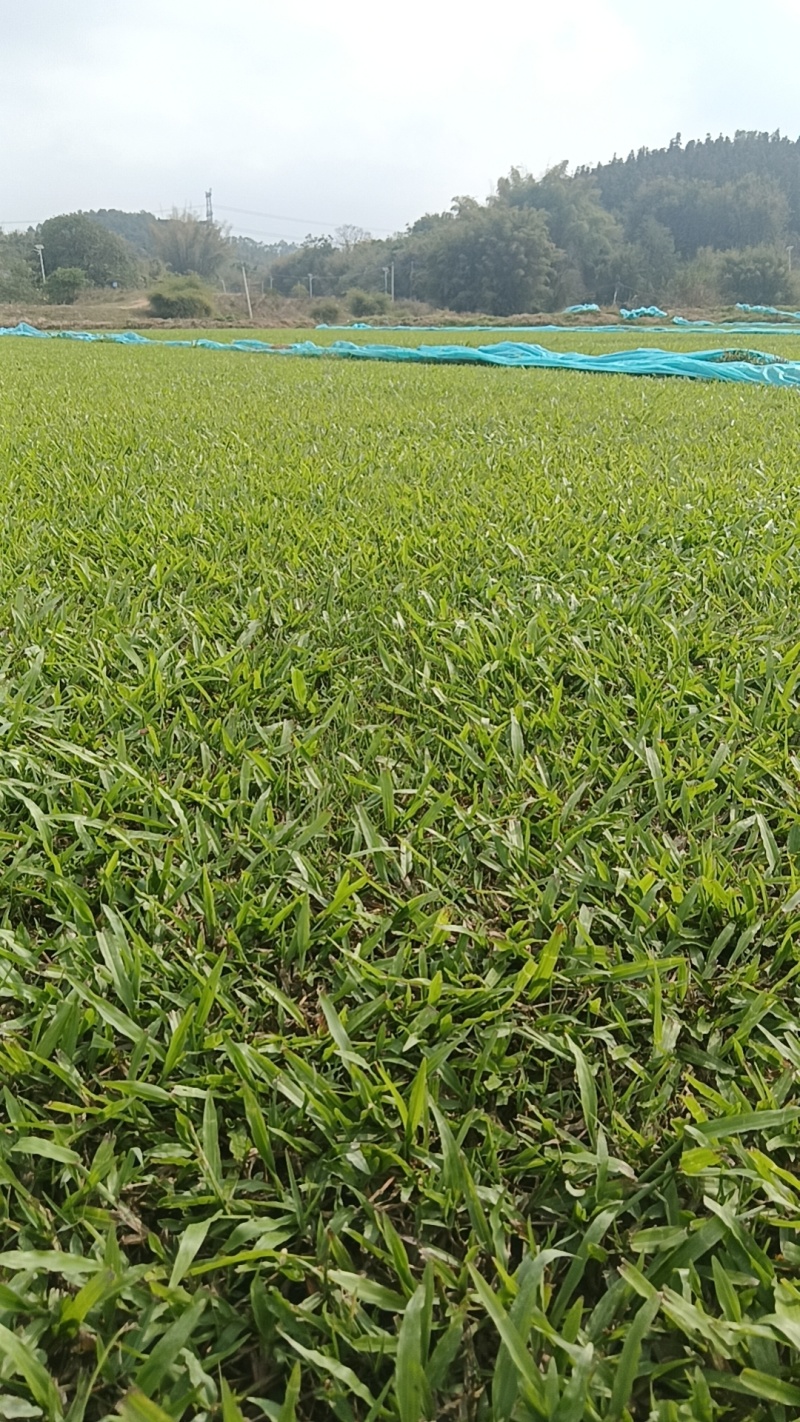 大叶油草