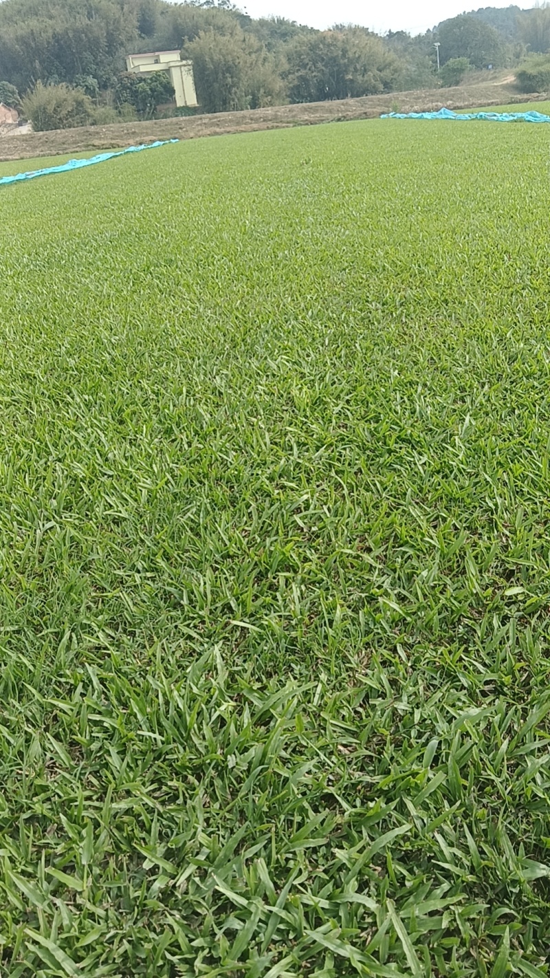 大叶油草