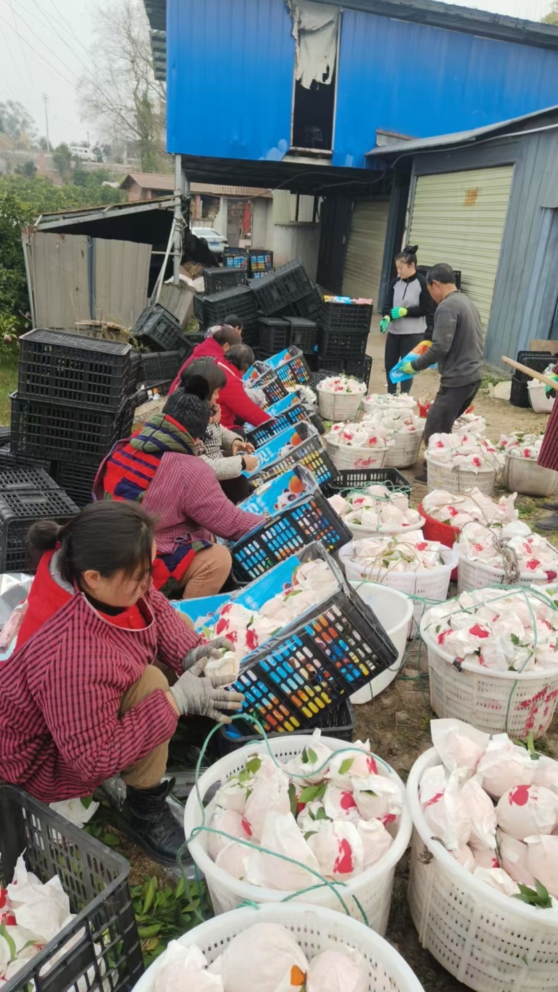 四川眉山春见耙耙柑中果大筐基地直发保质保量一条龙服务