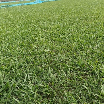 大叶油草