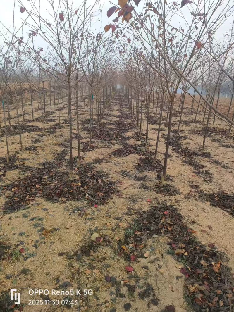 处理品种樱花小苗