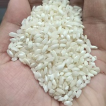 纯桂朝米，硬度高，肠粉，米粉专用，免费寄样