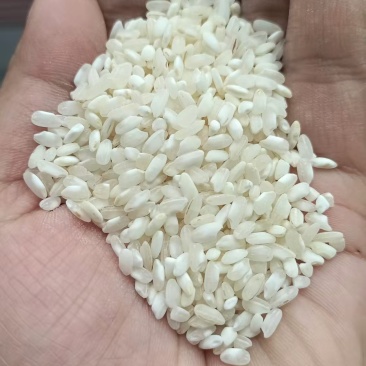 纯桂朝米，硬度高，肠粉，米粉专用，免费寄样