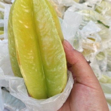 正宗河唇老品种红杨桃