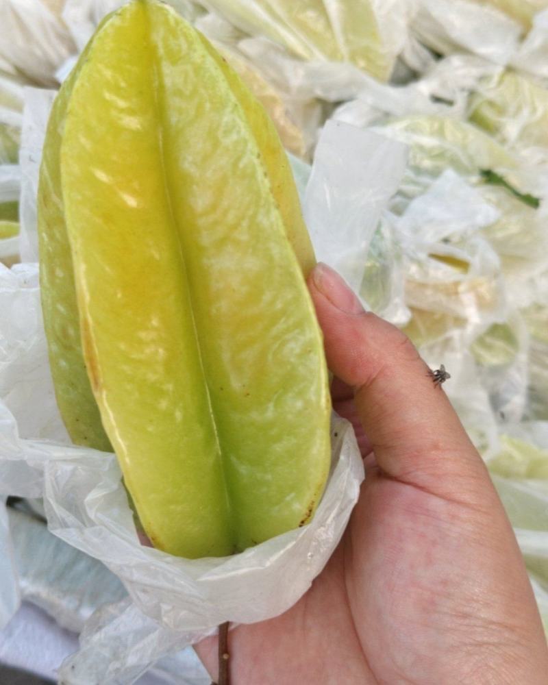 正宗河唇老品种红杨桃