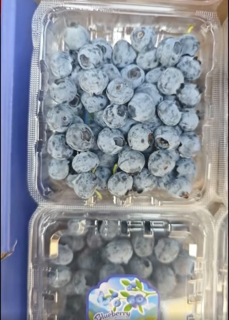 F6蓝莓，产地直发，量大从优，可视频看货，可对接全国
