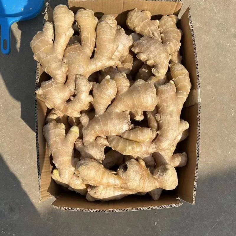 电商货生姜/出口生姜/赶集货/超市货/一手货源，代发全国