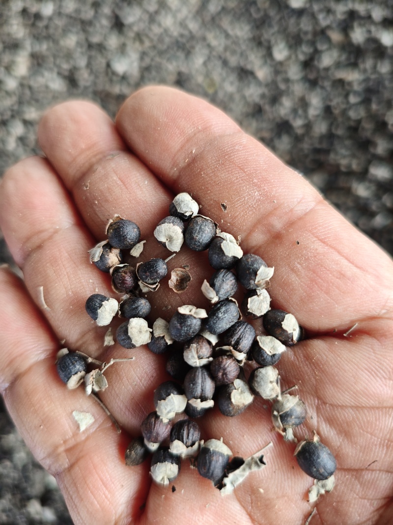 蔓荆子苗大量供应