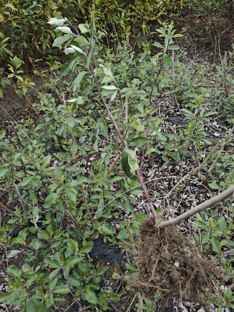蔓荆子苗大量供应
