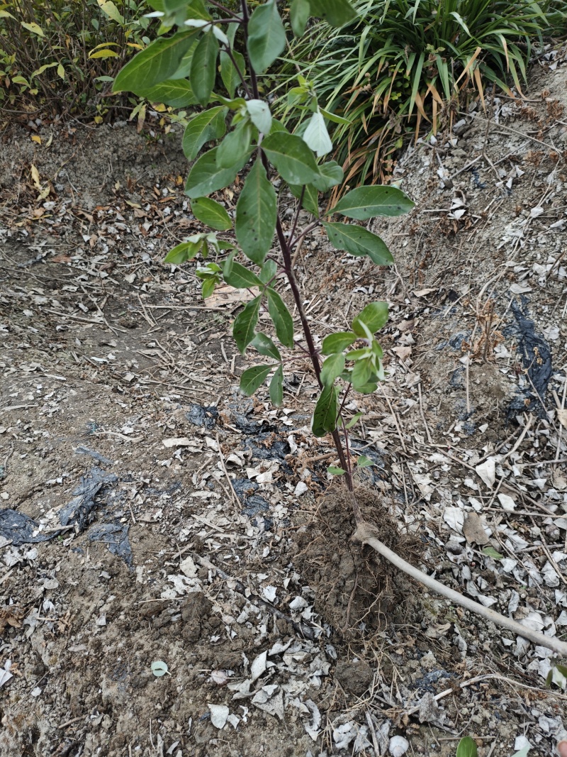 蔓荆子苗大量供应