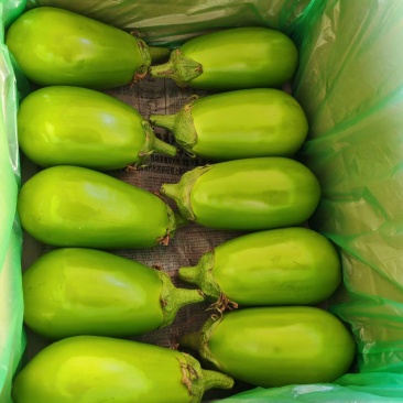 云南精品青茄
