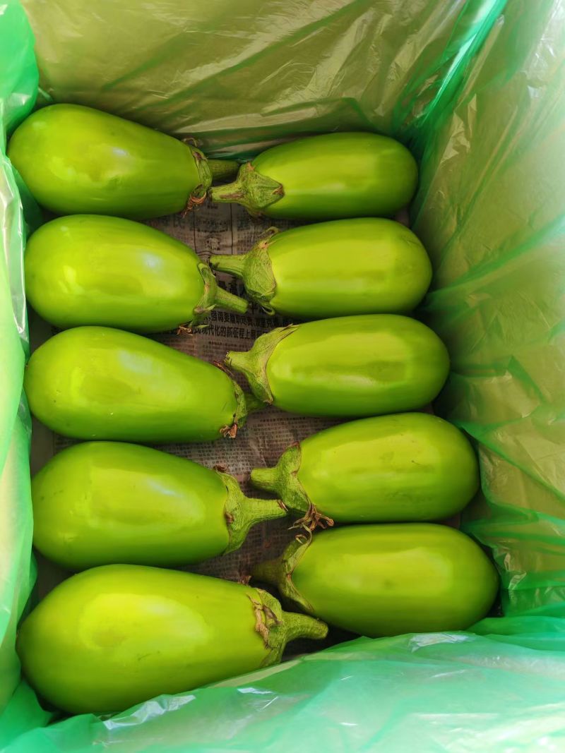 云南精品青茄
