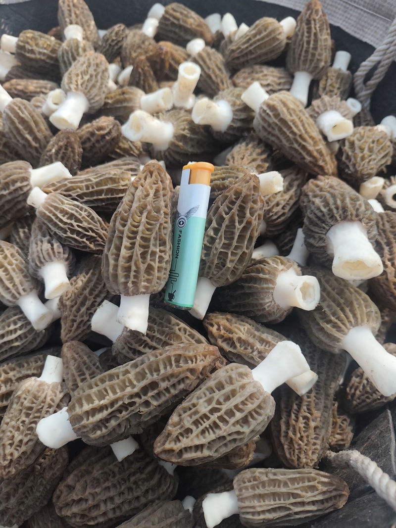 羊肚菌